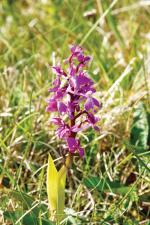 One of 28 species of native orchids that grow wild in The Burren in Co. Clare.